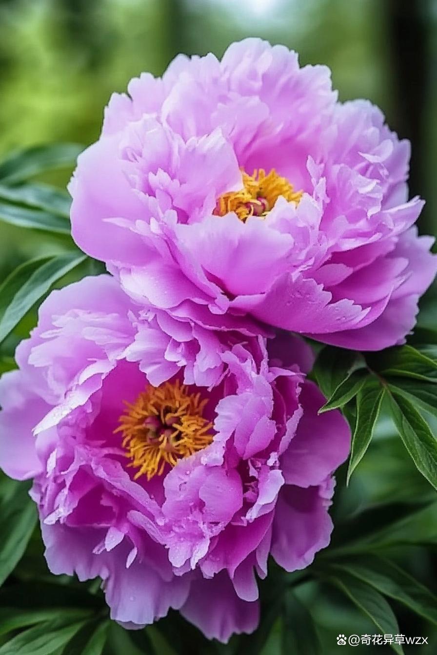 花开富贵，如意吉祥——邀君共赏紫红牡丹