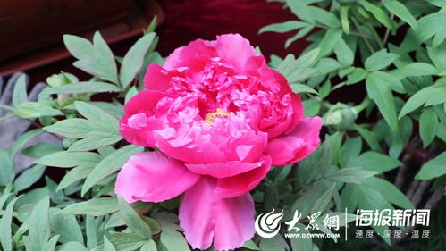 新春走基层⑧ 巧用“催花术” 助力乡村振兴，菏泽牡丹在全国“争春”的故事