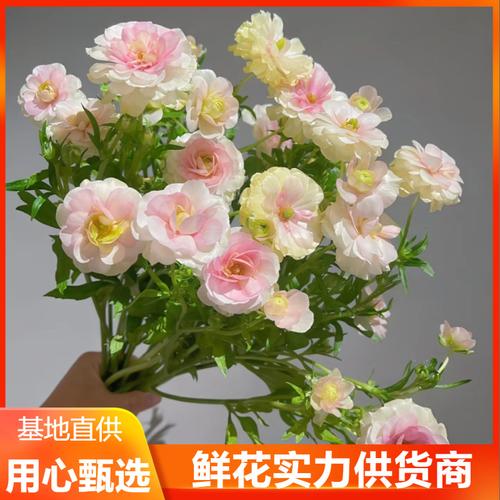 洛阳四月天 牡丹鲜花全攻略，品牌厂商与评选赏花指南