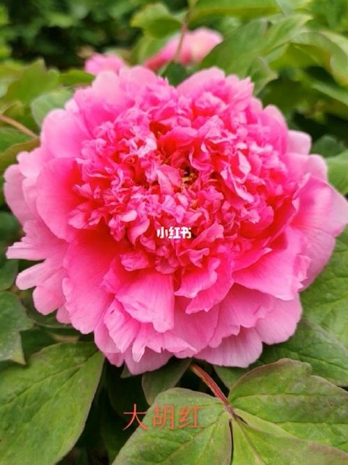 菏泽宏德牡丹芍药鲜切花 国色天香的鲜花传奇
