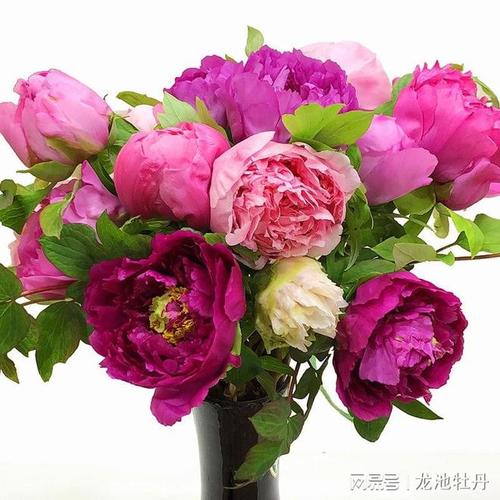 牡丹鲜切花选购与养护全指南 品种选择与花瓶期管理