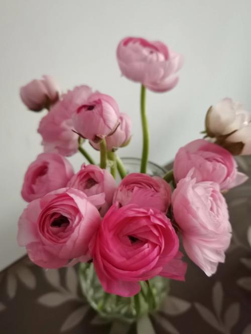 春日浪漫，你我共赏——我的洋牡丹鲜切花美哒哒与牡丹鲜花