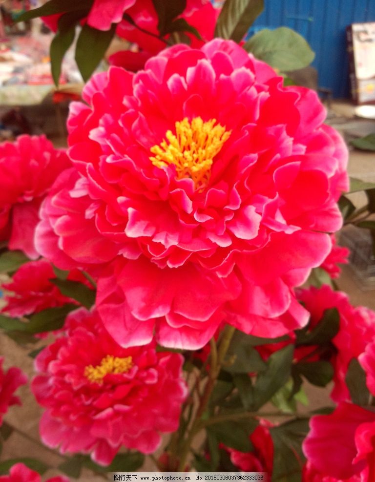 仿真牡丹与鲜花牡丹 如何选择适合你的那一朵？
