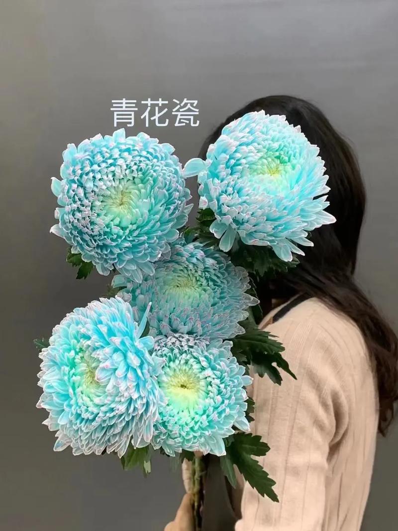 牡丹菊 斗南鲜花的璀璨明珠，一朵花大有乾坤